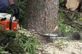 Best Lawn Pest Prevention  in Middleton, WI