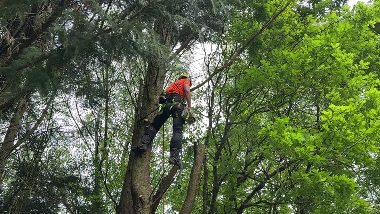  Middleton, WI Tree Removal Pros