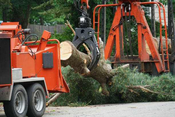 Best Tree Mulching  in Middleton, WI