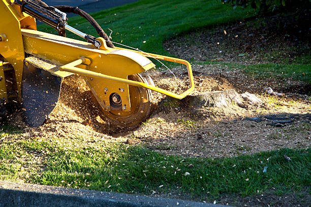 How Our Tree Care Process Works  in  Middleton, WI